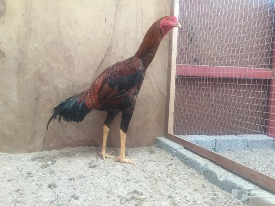 ديك باكستاني  (image 1)