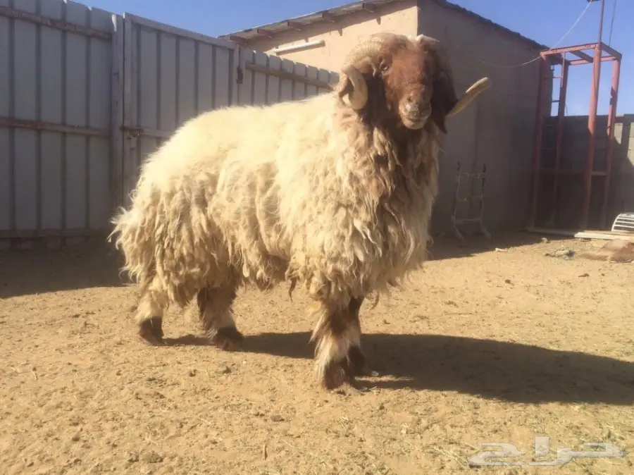 البيع رباع مشروط جرمه فاخم