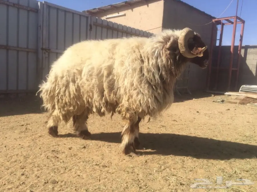 البيع رباع مشروط جرمه فاخم (image 1)