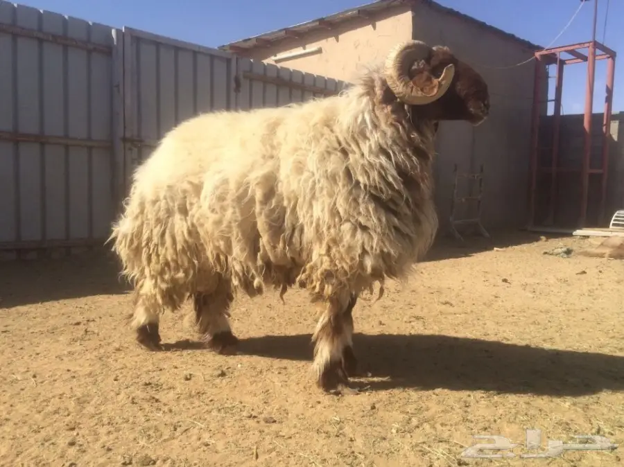 البيع رباع مشروط جرمه فاخم (image 2)