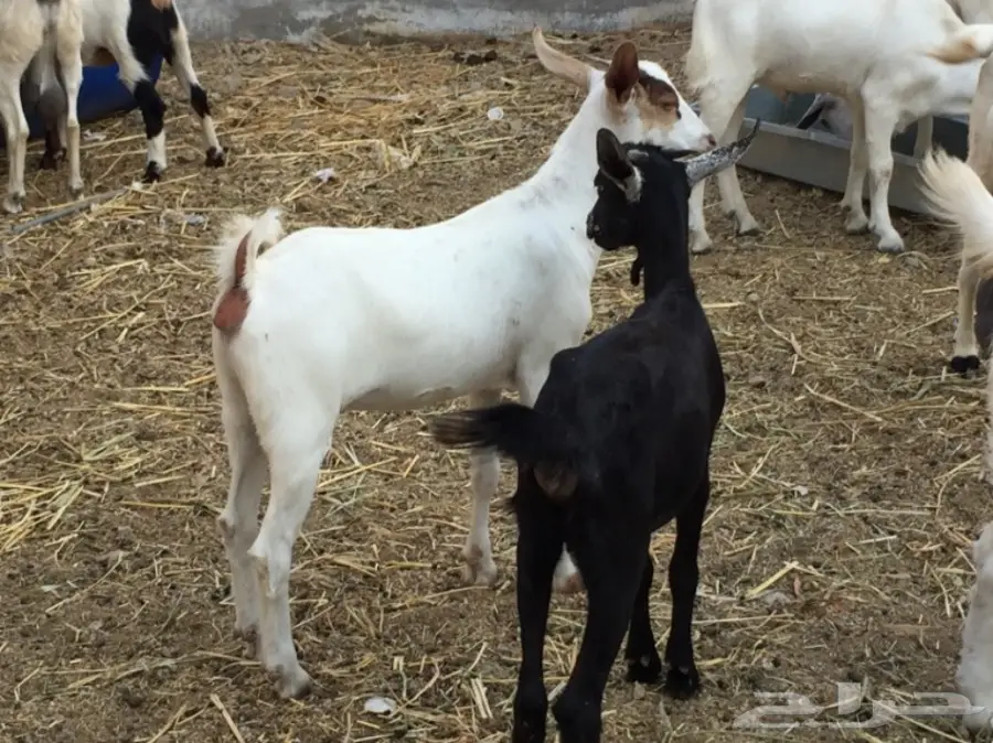 جفرتين بيشيه عمره  3 أشهر ونص مقفلة شحم 