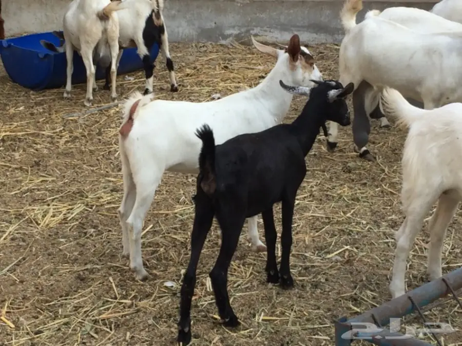 جفرتين بيشيه عمره  3 أشهر ونص مقفلة شحم  (image 1)