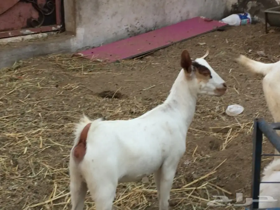 جفرتين بيشيه عمره  3 أشهر ونص مقفلة شحم  (image 2)