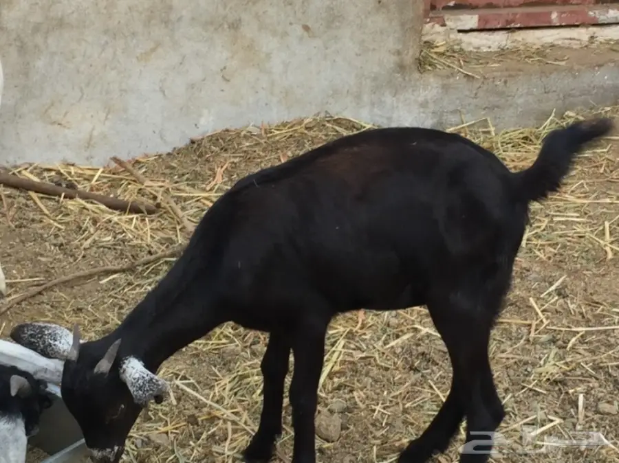 جفرتين بيشيه عمره  3 أشهر ونص مقفلة شحم  (image 3)