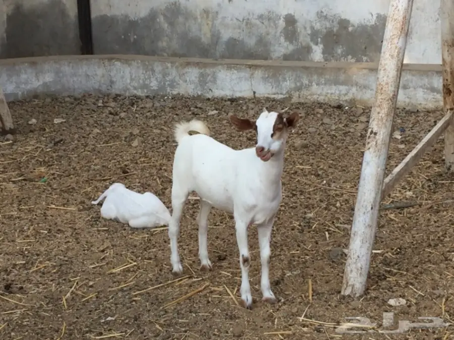 جفرتين بيشيه عمره  3 أشهر ونص مقفلة شحم  (image 4)