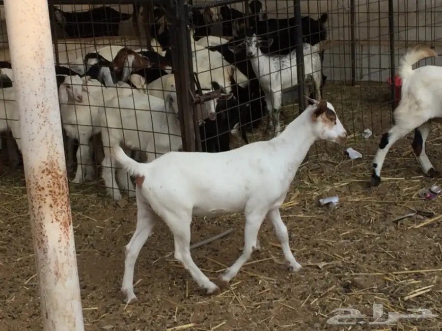 جفرتين بيشيه عمره  3 أشهر ونص مقفلة شحم  (image 5)