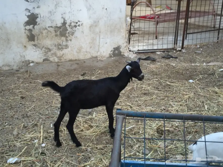 جفرتين بيشيه عمره  3 أشهر ونص مقفلة شحم  (image 6)