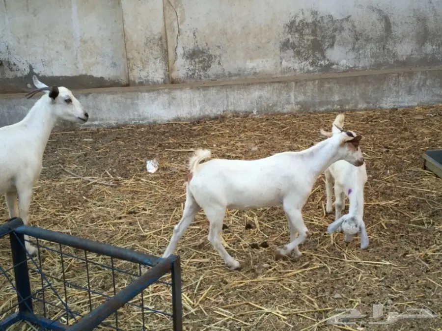 جفرتين بيشيه عمره  3 أشهر ونص مقفلة شحم  (image 7)