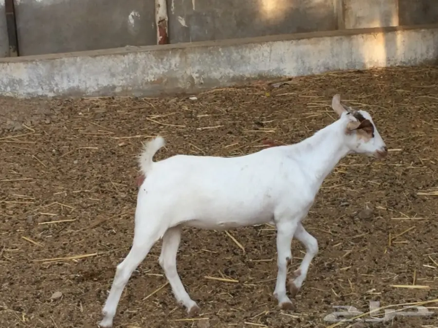 جفرتين بيشيه عمره  3 أشهر ونص مقفلة شحم  (image 8)