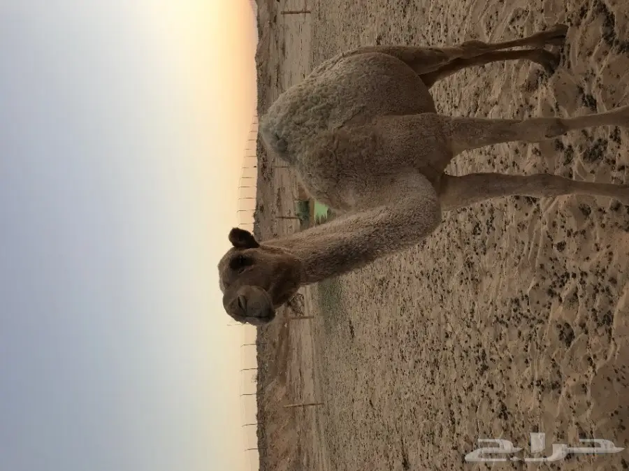 بكار للبيع (image 1)