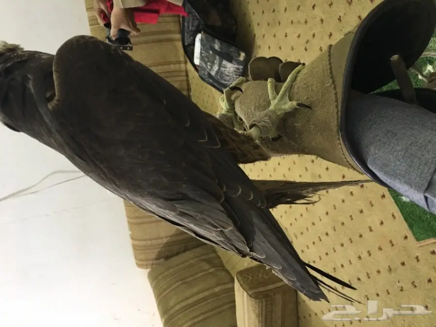 صقر وكري (image 2)