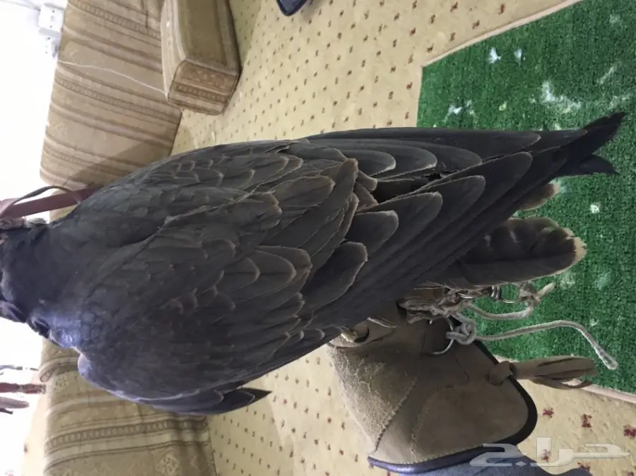 صقر وكري (image 4)