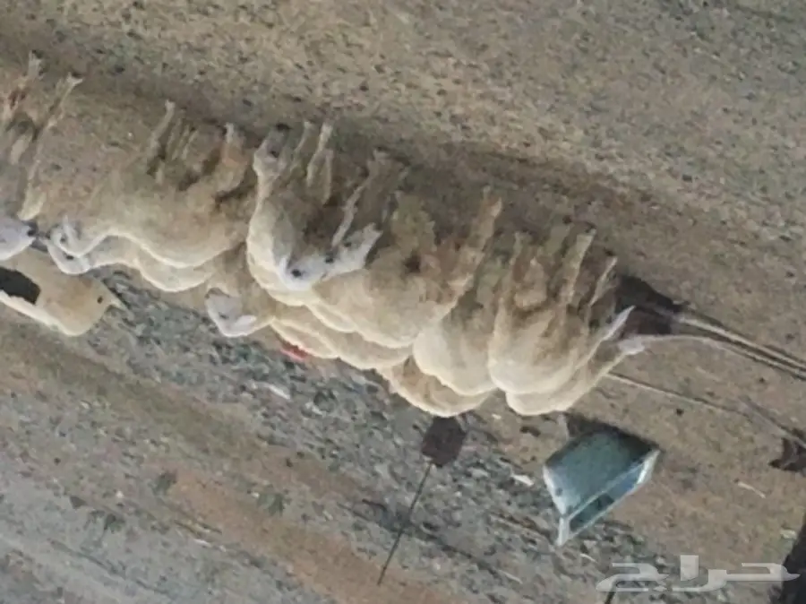 ذبايح للبيع