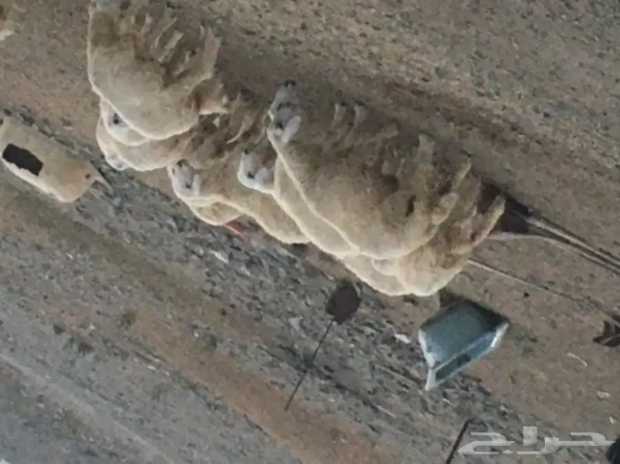ذبايح للبيع (image 1)