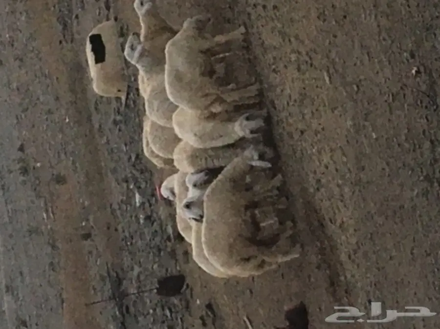 ذبايح للبيع (image 2)