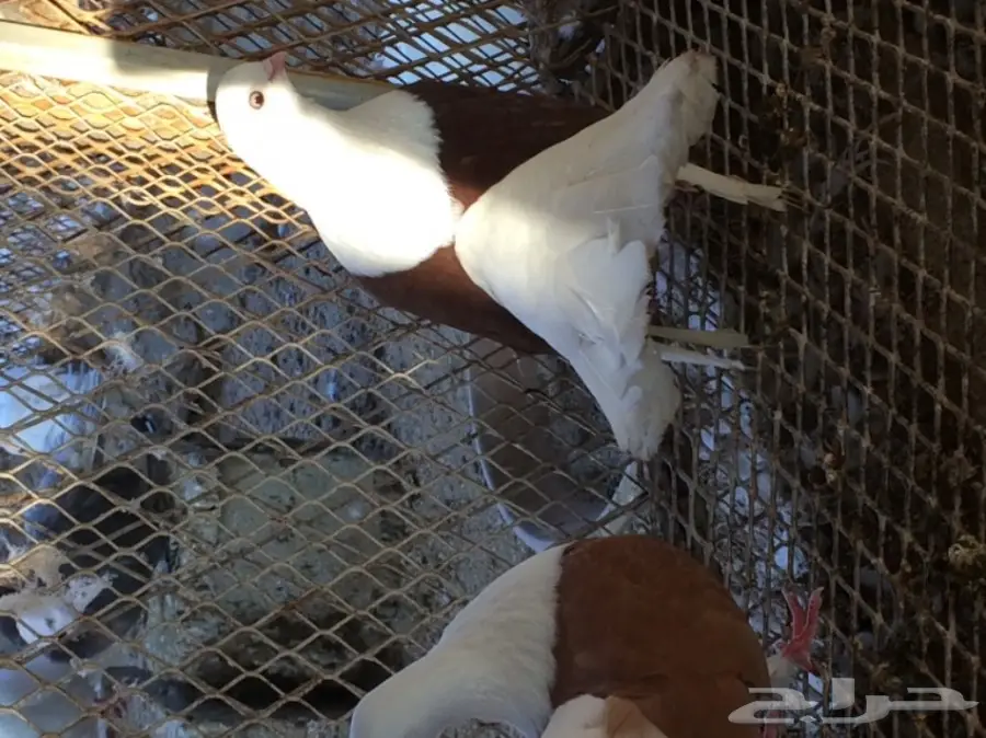 جاوة منتج .. مستوى فاخر