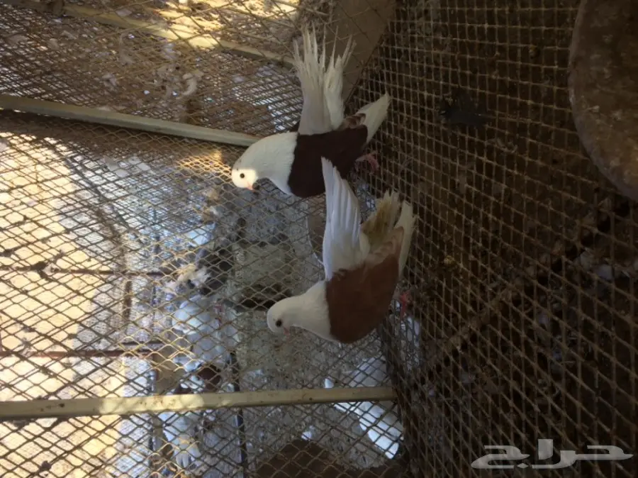 جاوة منتج .. مستوى فاخر (image 1)