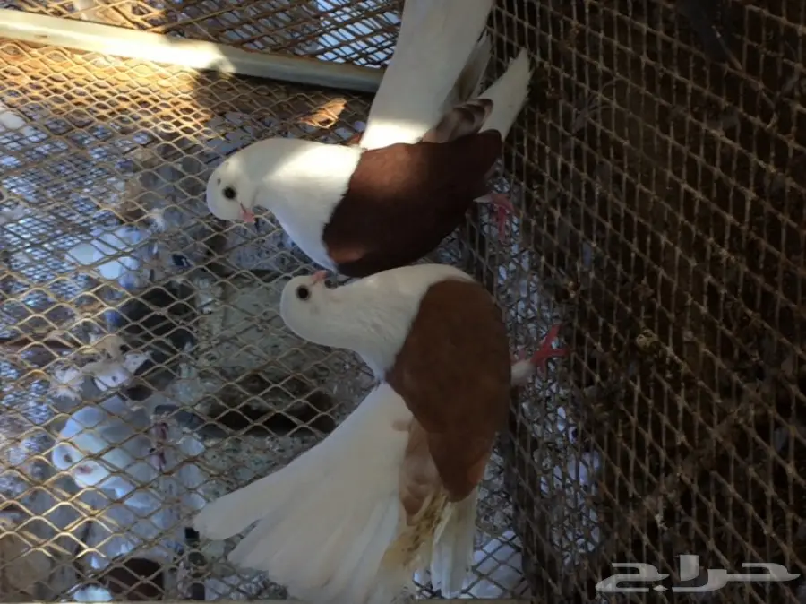 جاوة منتج .. مستوى فاخر (image 2)