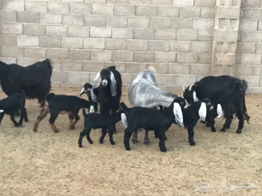 معزا مواليد ودفيع (image 4)