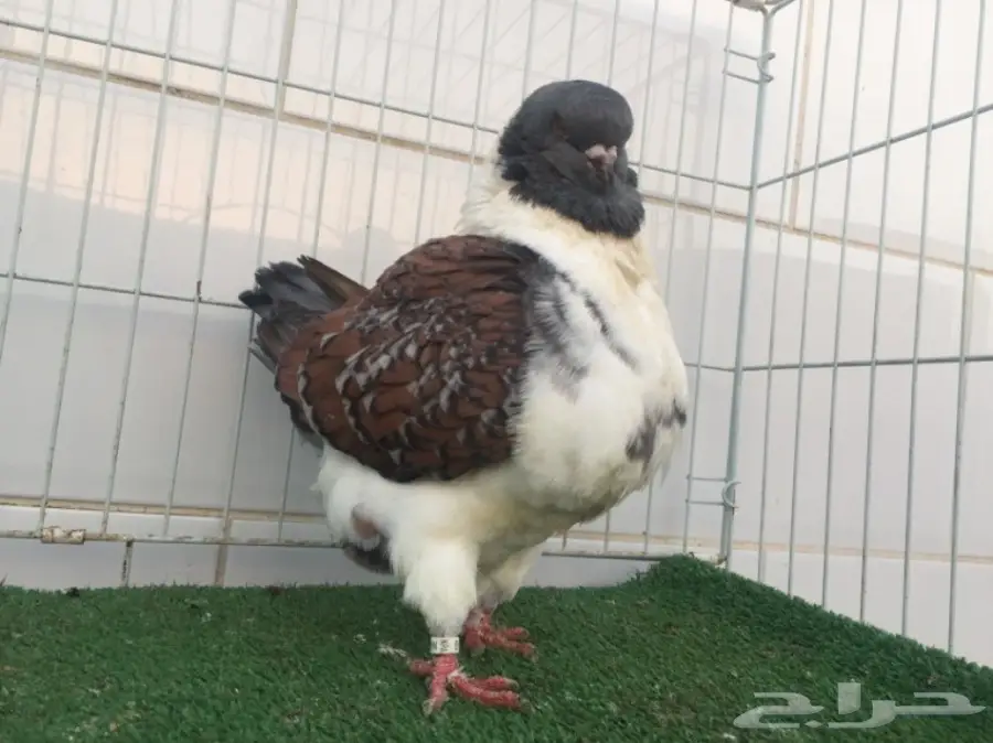 فحل مودينا توب - فرصة ذهبية! (image 1)