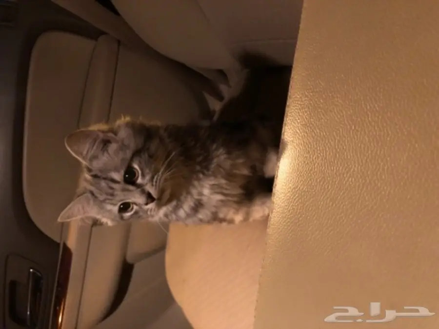 قط شيرازي للبيع