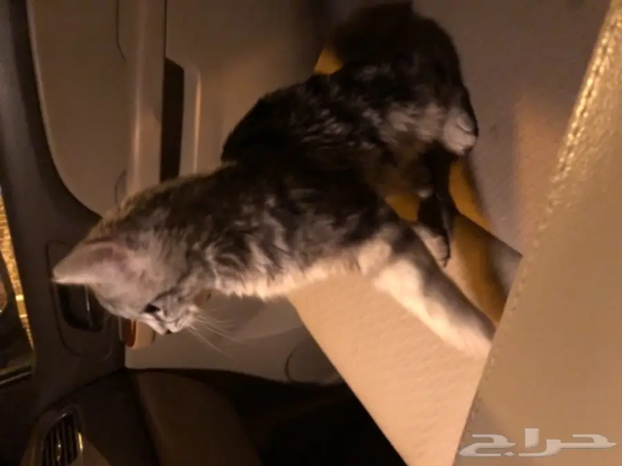 قط شيرازي للبيع (image 1)