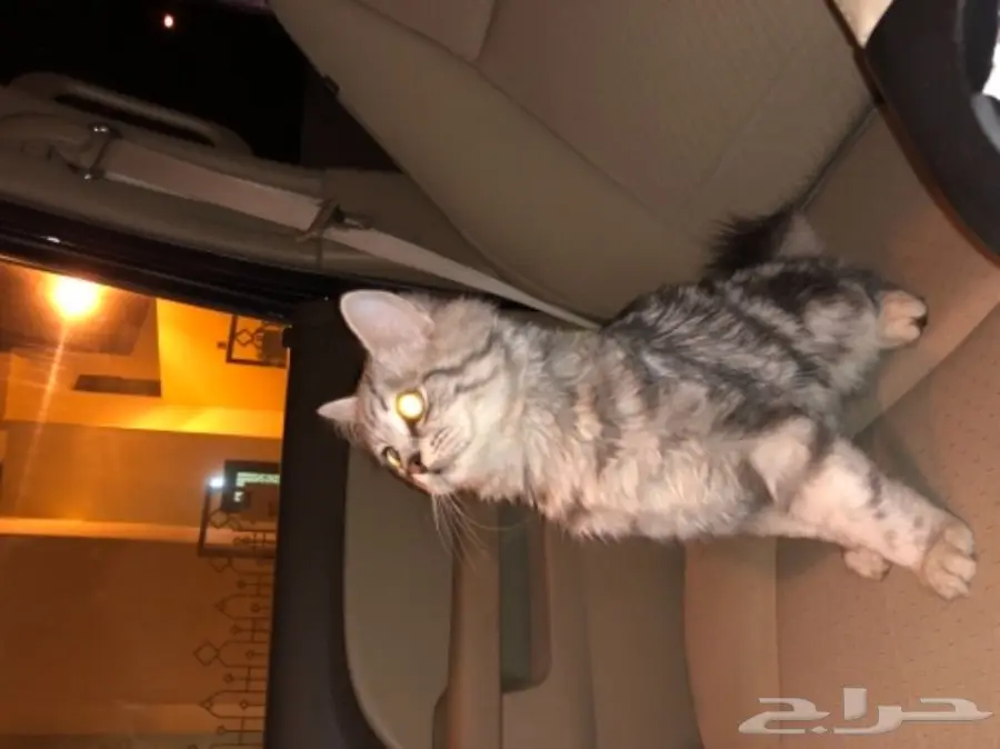 قط شيرازي للبيع (image 2)