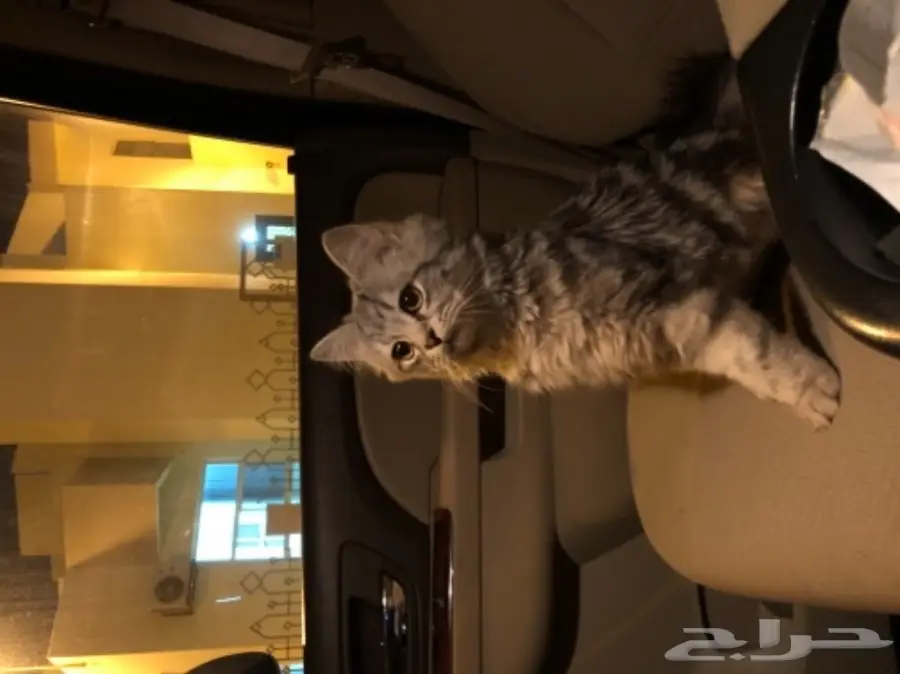 قط شيرازي للبيع (image 3)