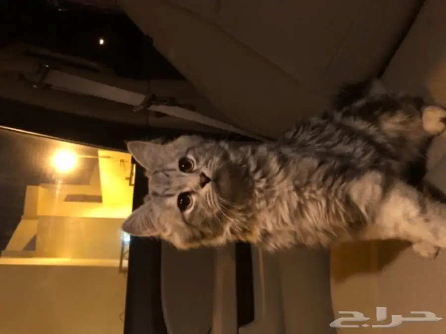 قط شيرازي للبيع (image 4)