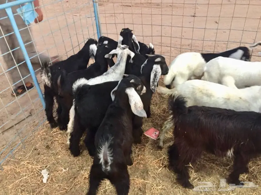 تيوس سمان وين أهل الزين  (image 3)