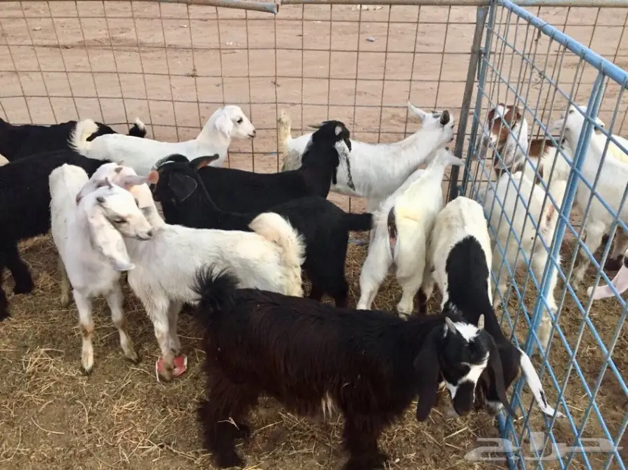 تيوس سمان وين أهل الزين  (image 4)