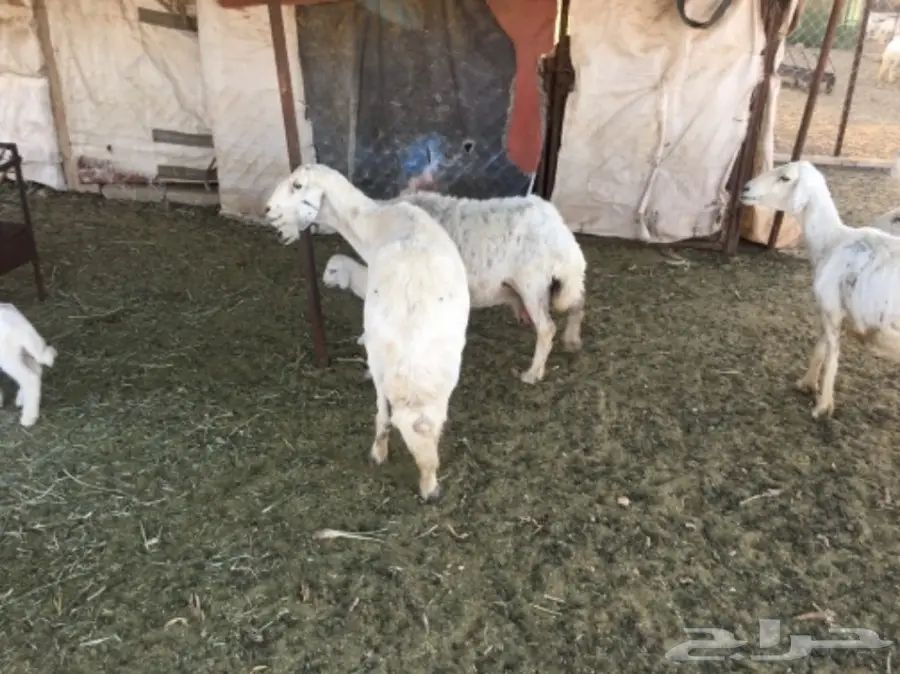 مقاني من غنم شهران ولد (image 1)