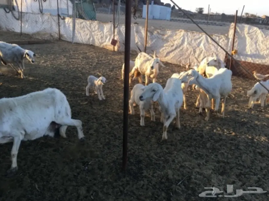 مقاني من غنم شهران ولد (image 3)