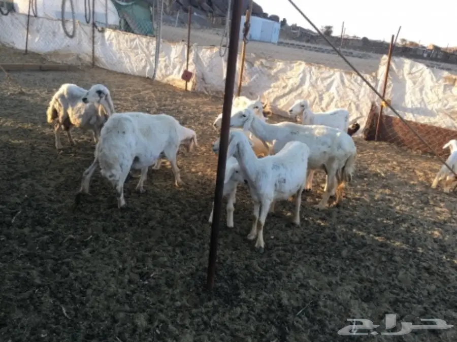 مقاني من غنم شهران ولد (image 4)