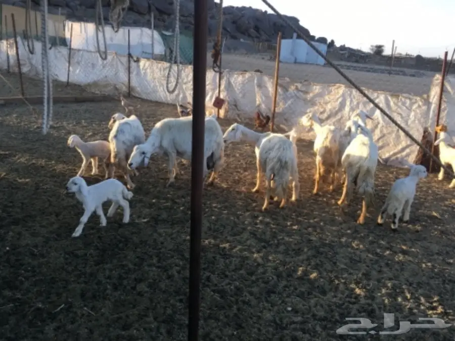 مقاني من غنم شهران ولد (image 5)