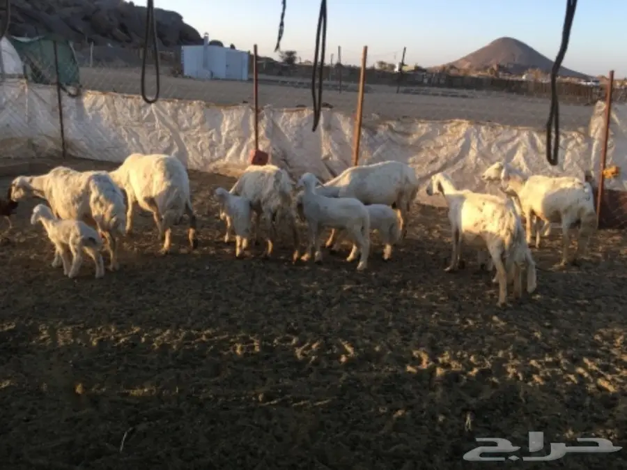 مقاني من غنم شهران ولد (image 6)