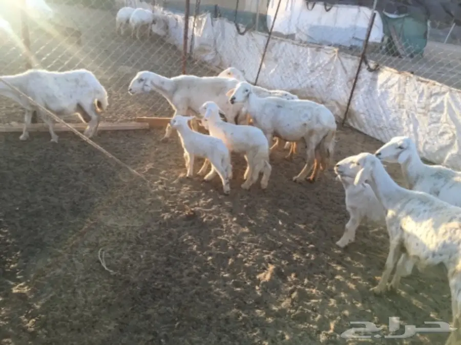 مقاني من غنم شهران ولد (image 8)