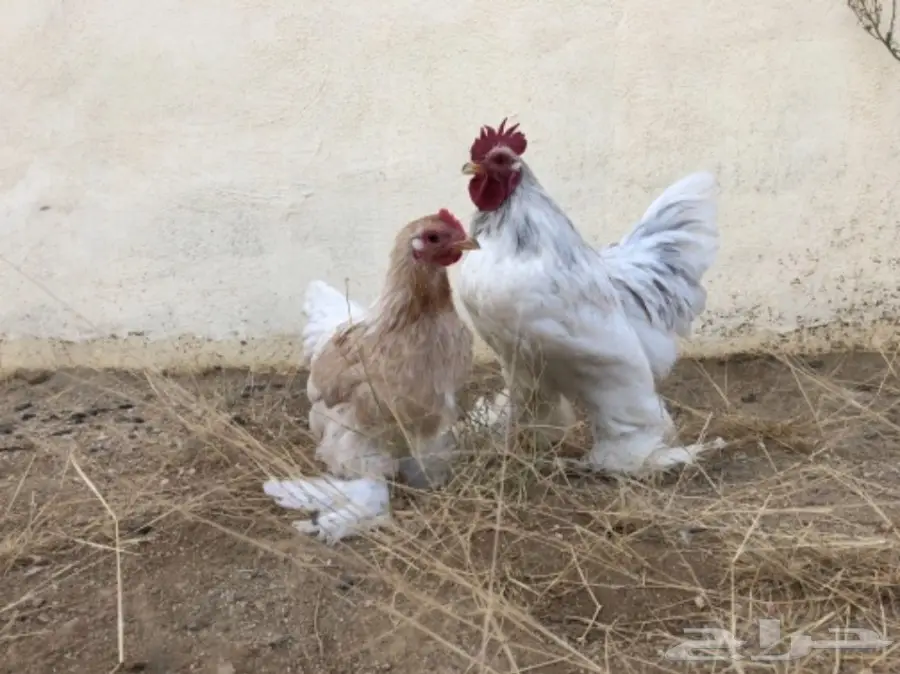 دجاج اقزام توب التوب  (image 1)