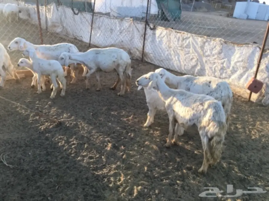 مقاني من غنم شهران ولد (image 9)