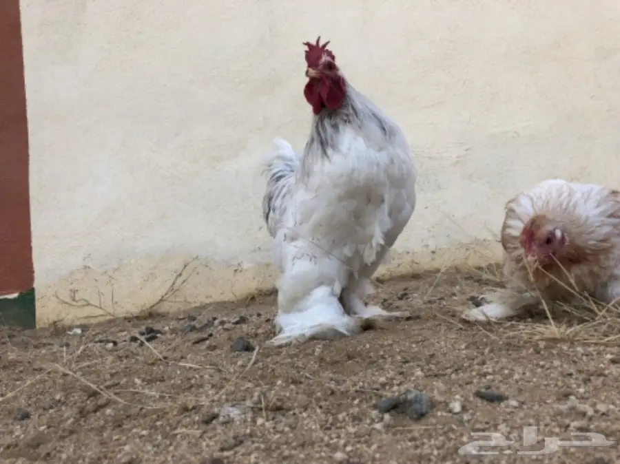 دجاج اقزام توب التوب  (image 2)