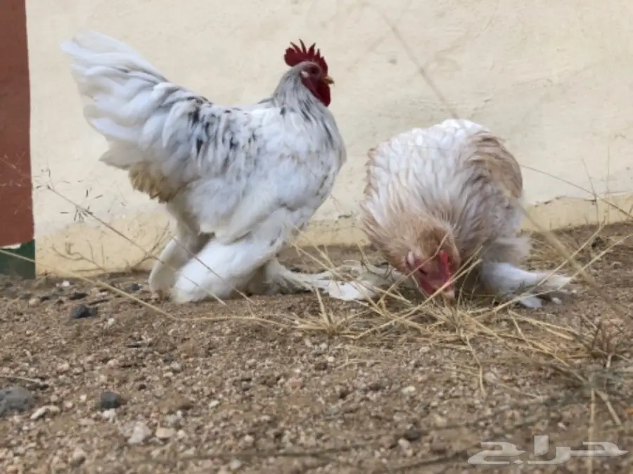 دجاج اقزام توب التوب  (image 3)