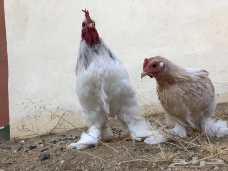دجاج اقزام توب التوب  (image 4)