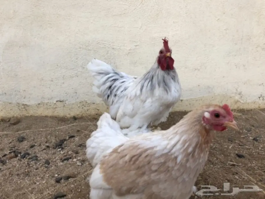 دجاج اقزام توب التوب  (image 5)