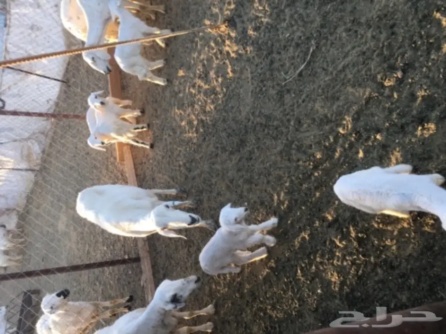 مقاني من غنم شهران ولد (image 11)