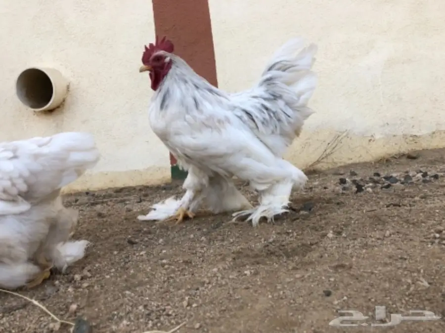 دجاج اقزام توب التوب  (image 6)