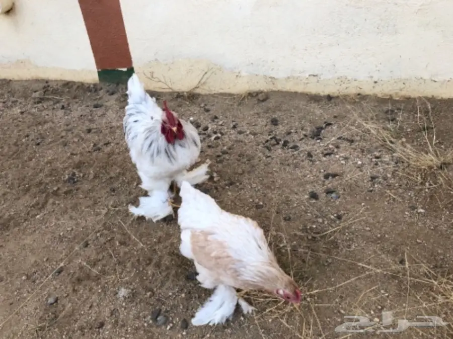 دجاج اقزام توب التوب  (image 7)