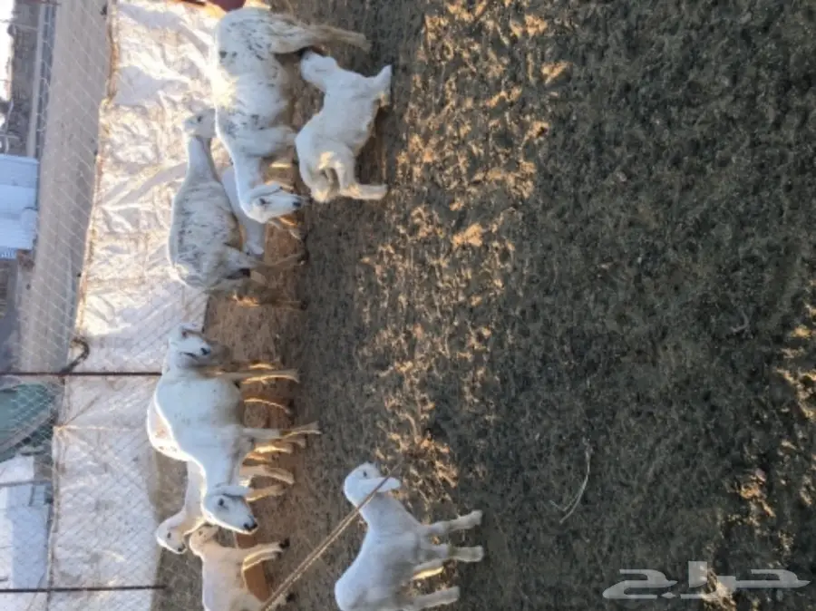 مقاني من غنم شهران ولد (image 12)