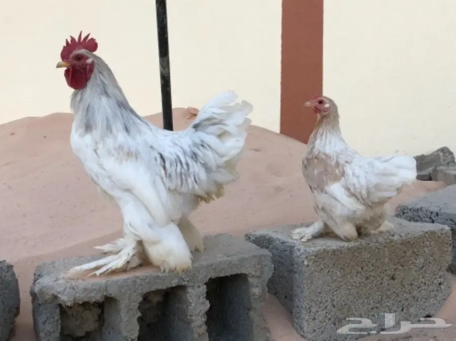 دجاج اقزام توب التوب  (image 8)