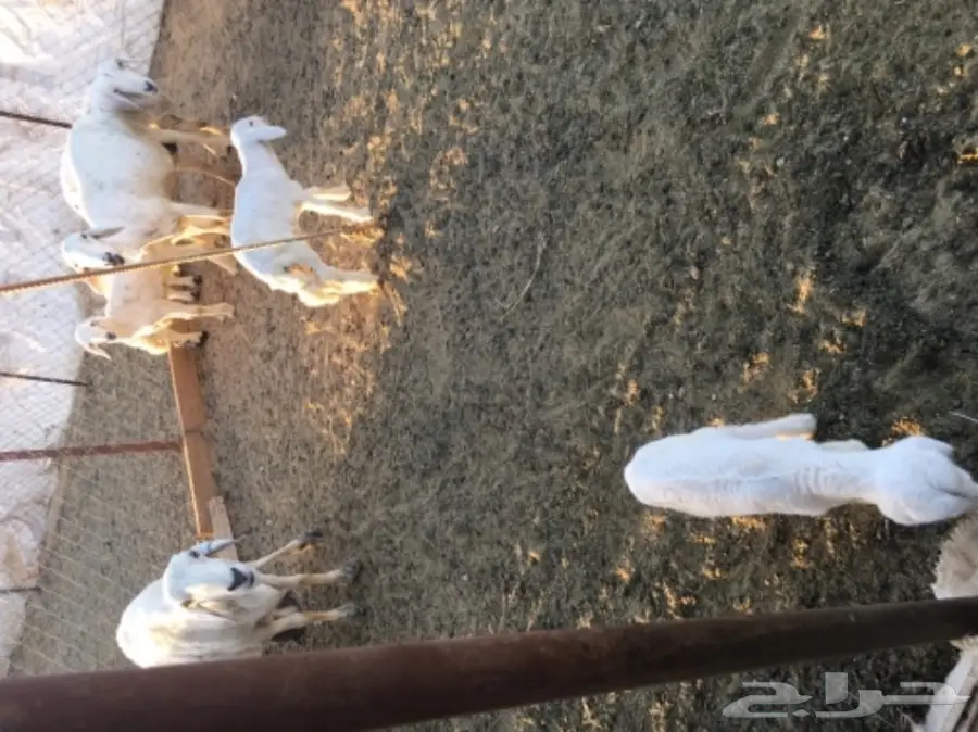 مقاني من غنم شهران ولد (image 13)