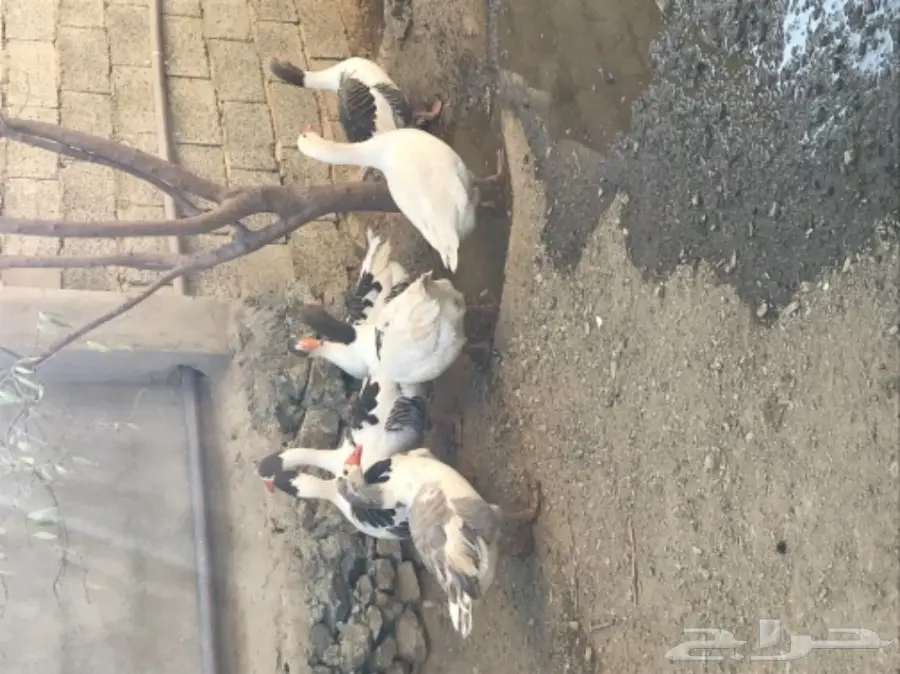  البيع وز بلدي